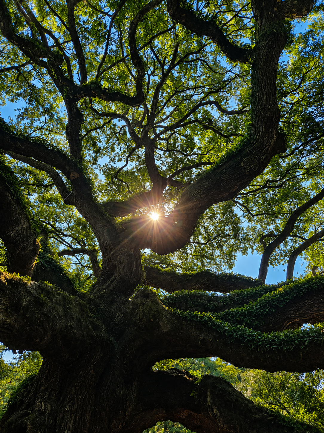 The Angel Oak