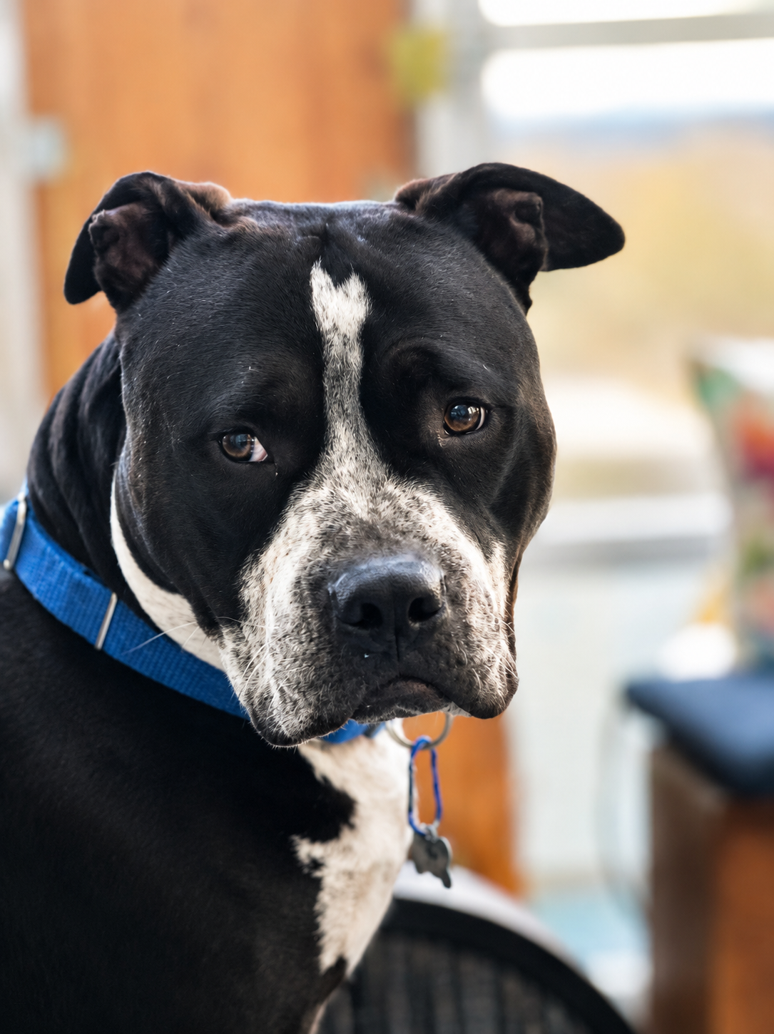 How Do I Know If My Animal Companion Has a Message for Me?