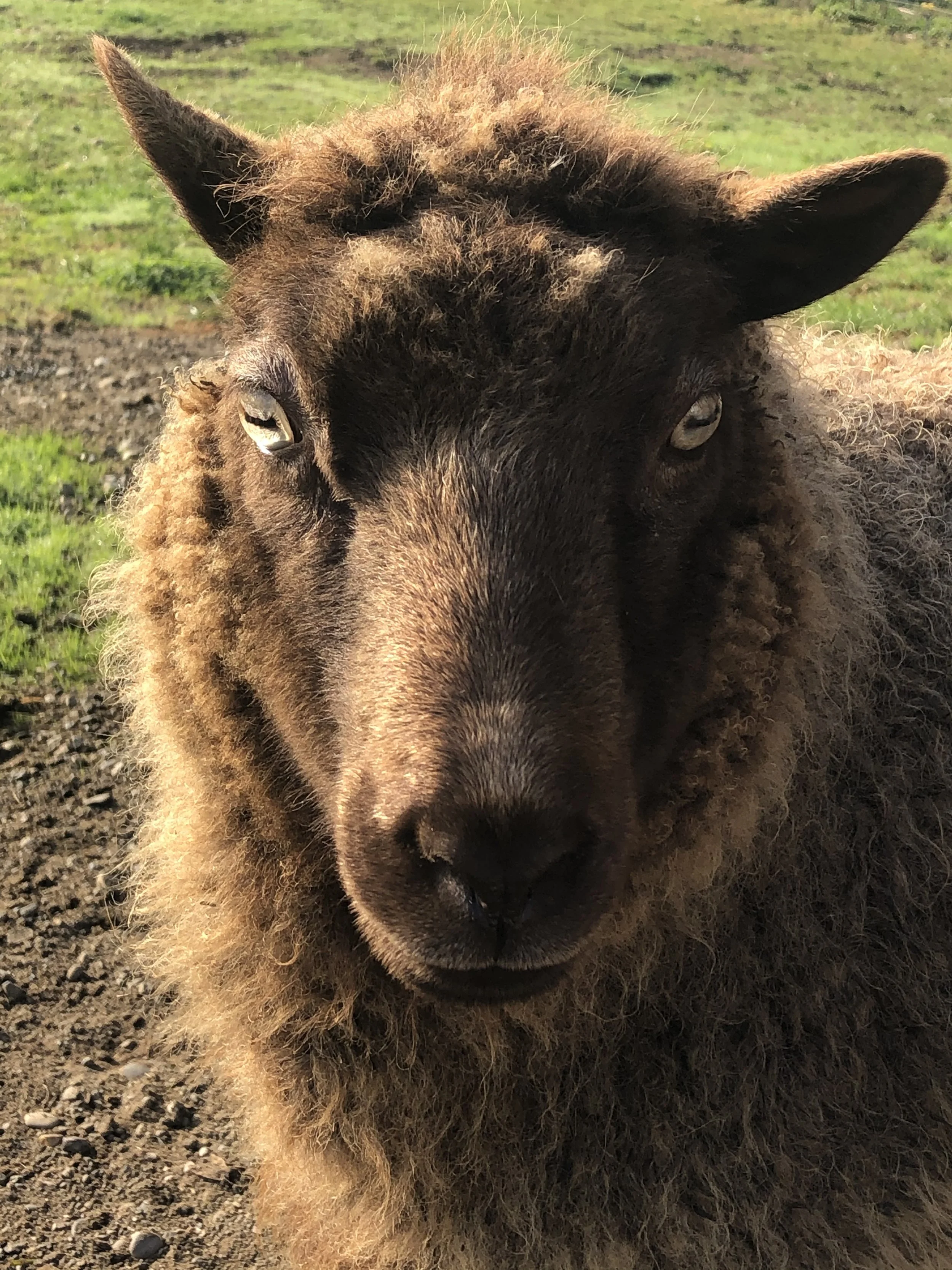 How to Choose an Animal Communicator