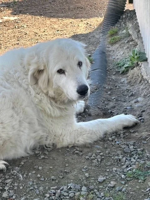 Can I Communicate With My Animal Companion After They Die?