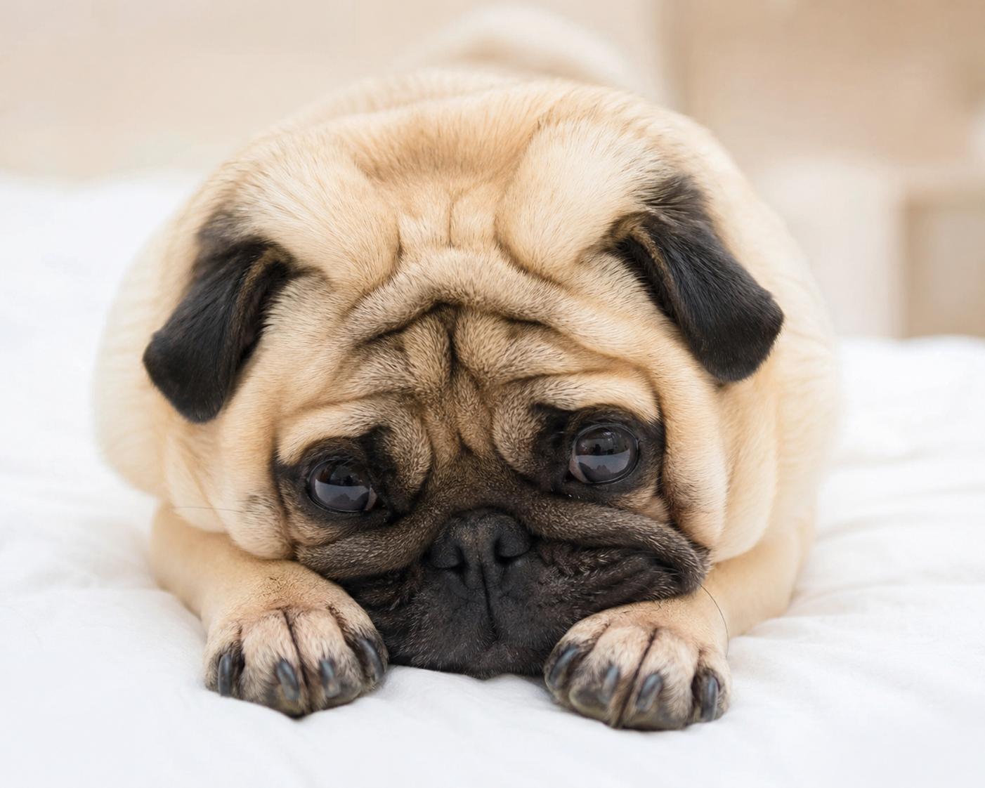 Do Animals Understand What We Say?