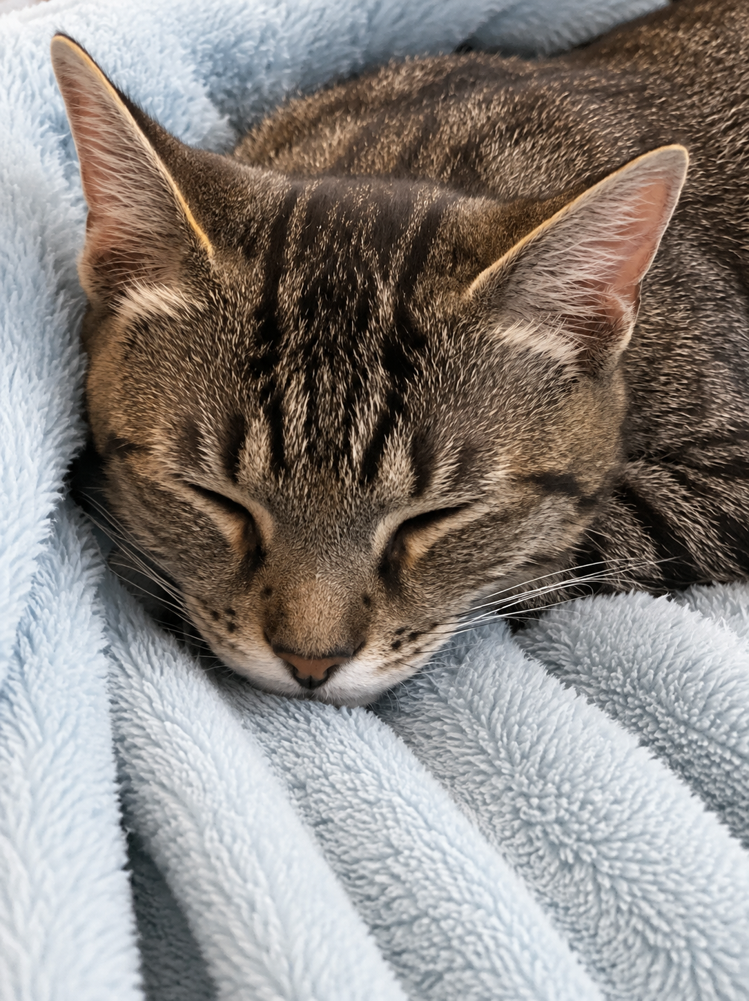 Why Is My Animal Companion Suddenly Acting Differently?