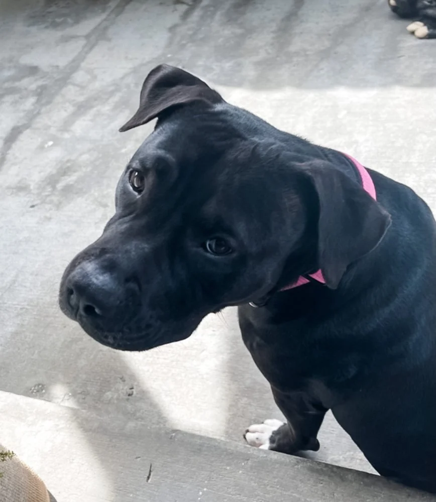 What Questions Should I Ask an Animal Communicator?
