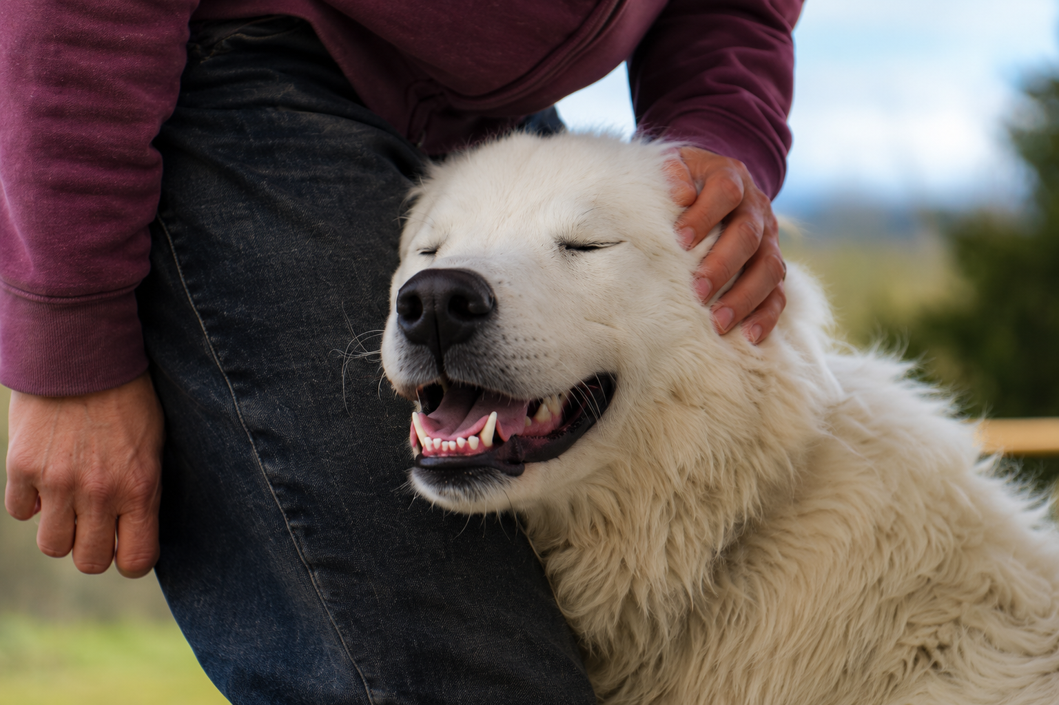 Is My Animal Companion Happy?