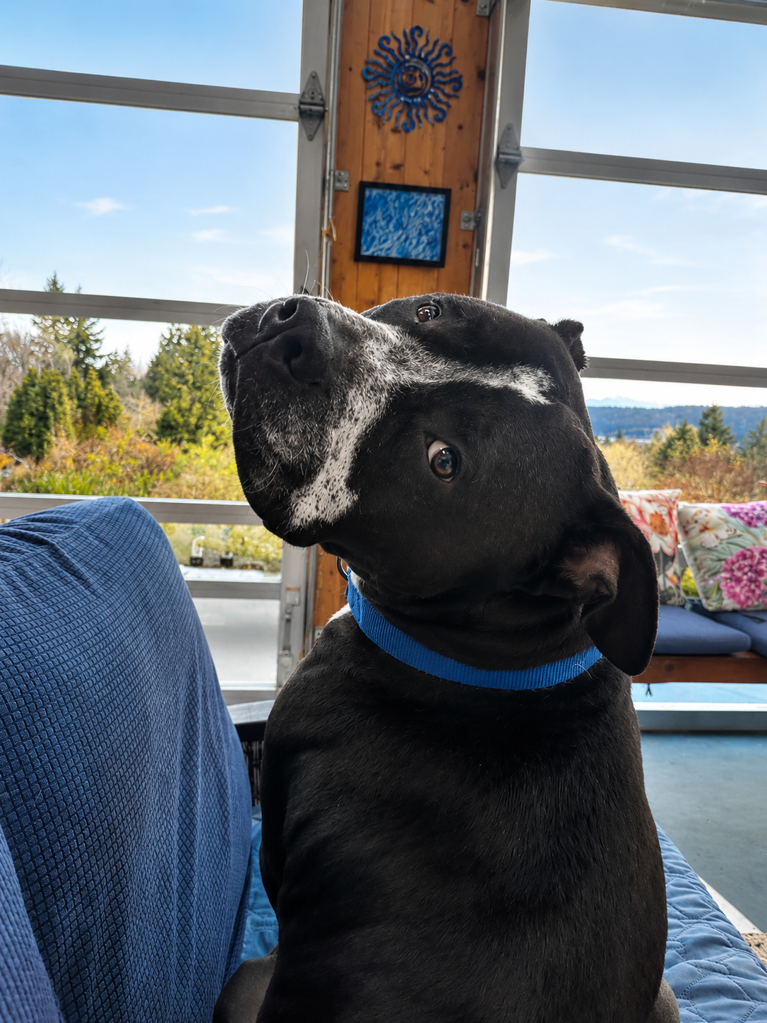 Do You Need a Photo for Animal Communication?