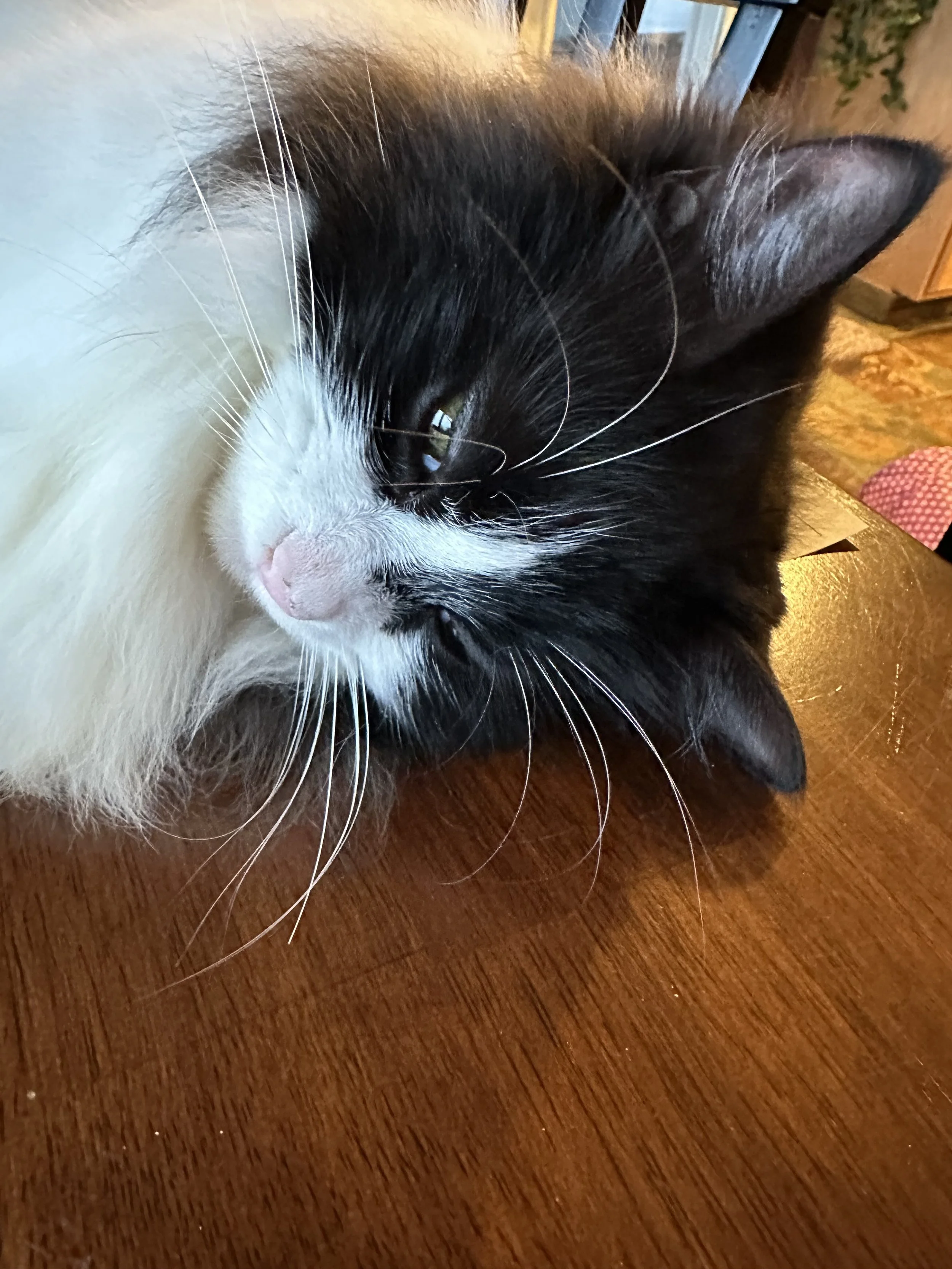 How Do You Choose an Animal Communicator You Can Trust?