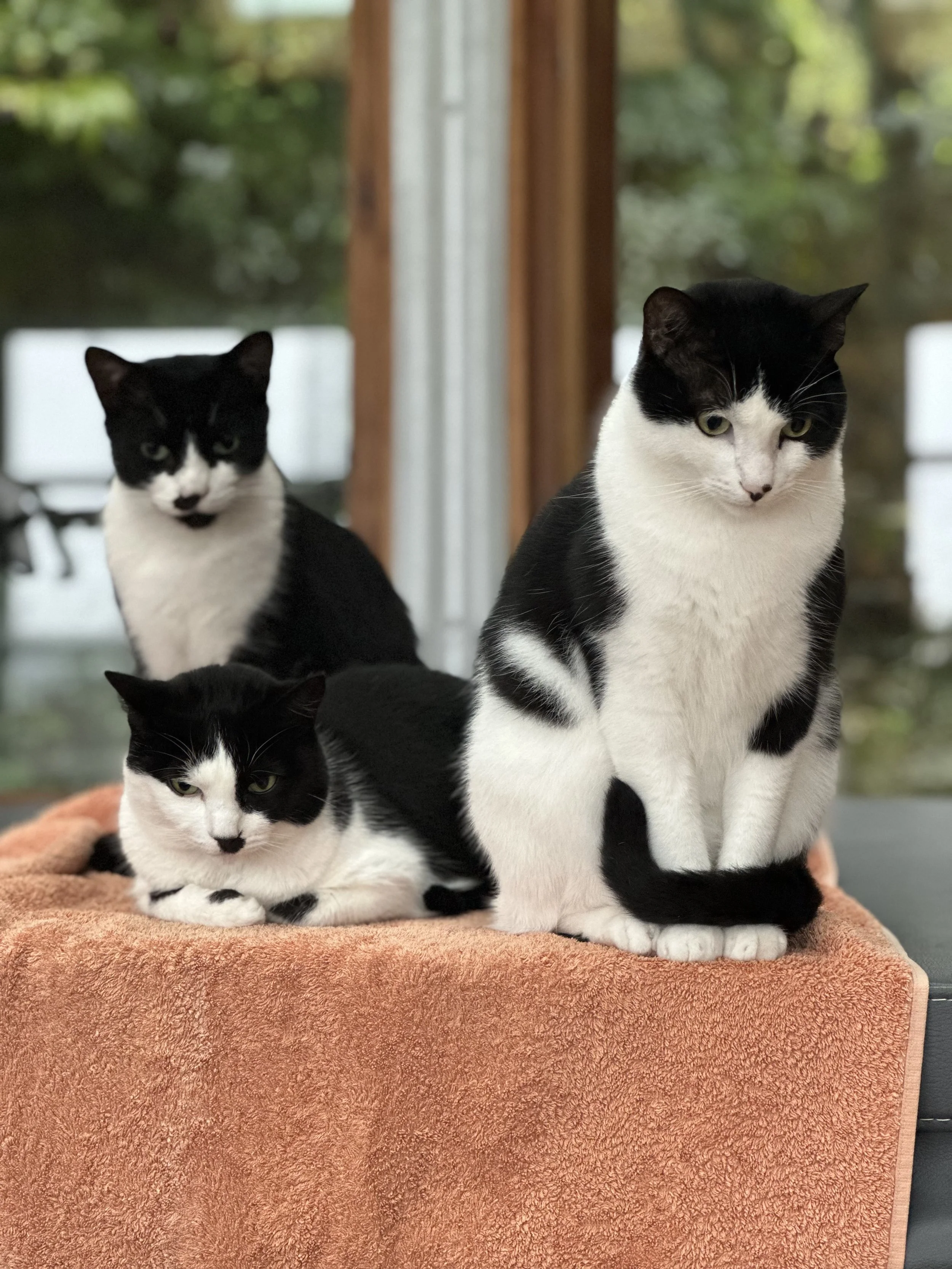 The Cats Who Are Teaching Me to Be
