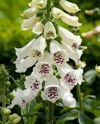 White Foxglove.jpeg