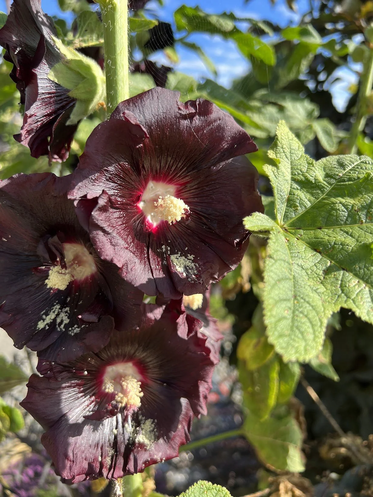 Black Hollyhock