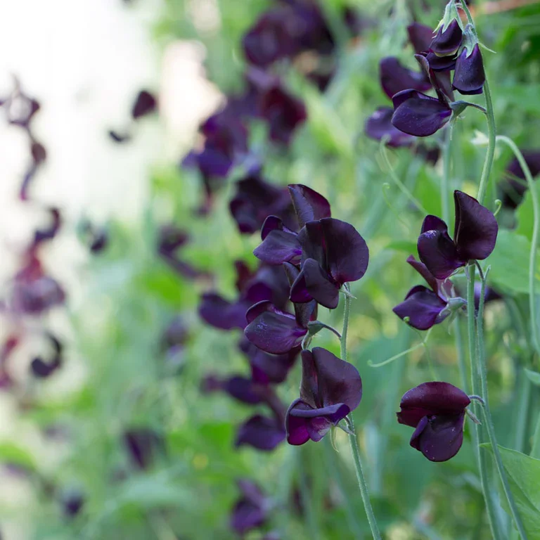 sweet pea 3.webp