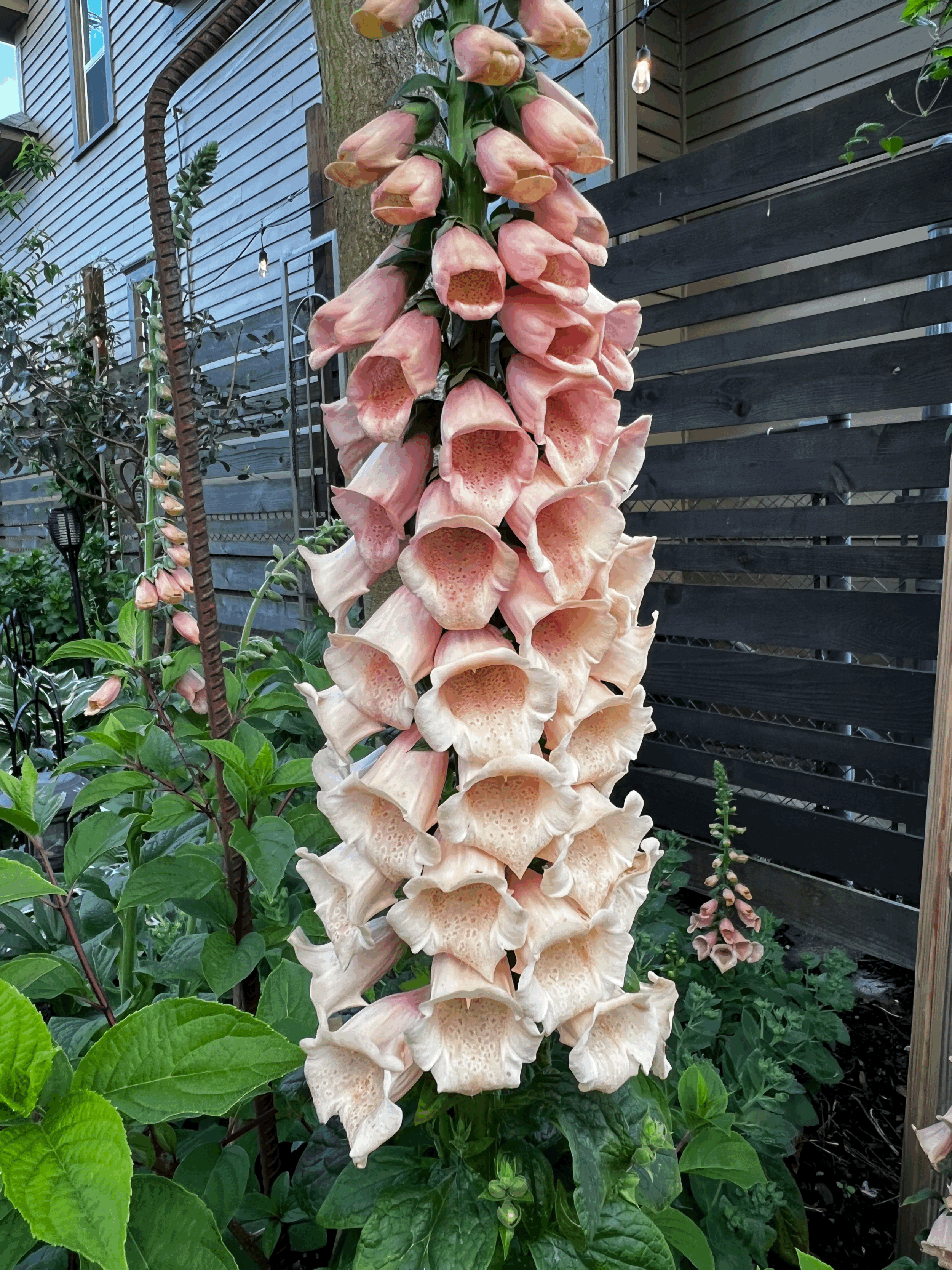 Peach/Pink Foxglove