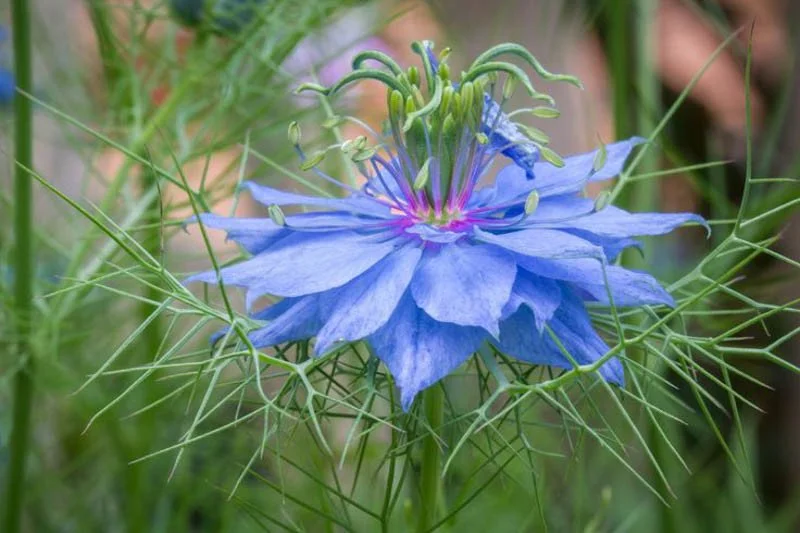 nigella 2.webp