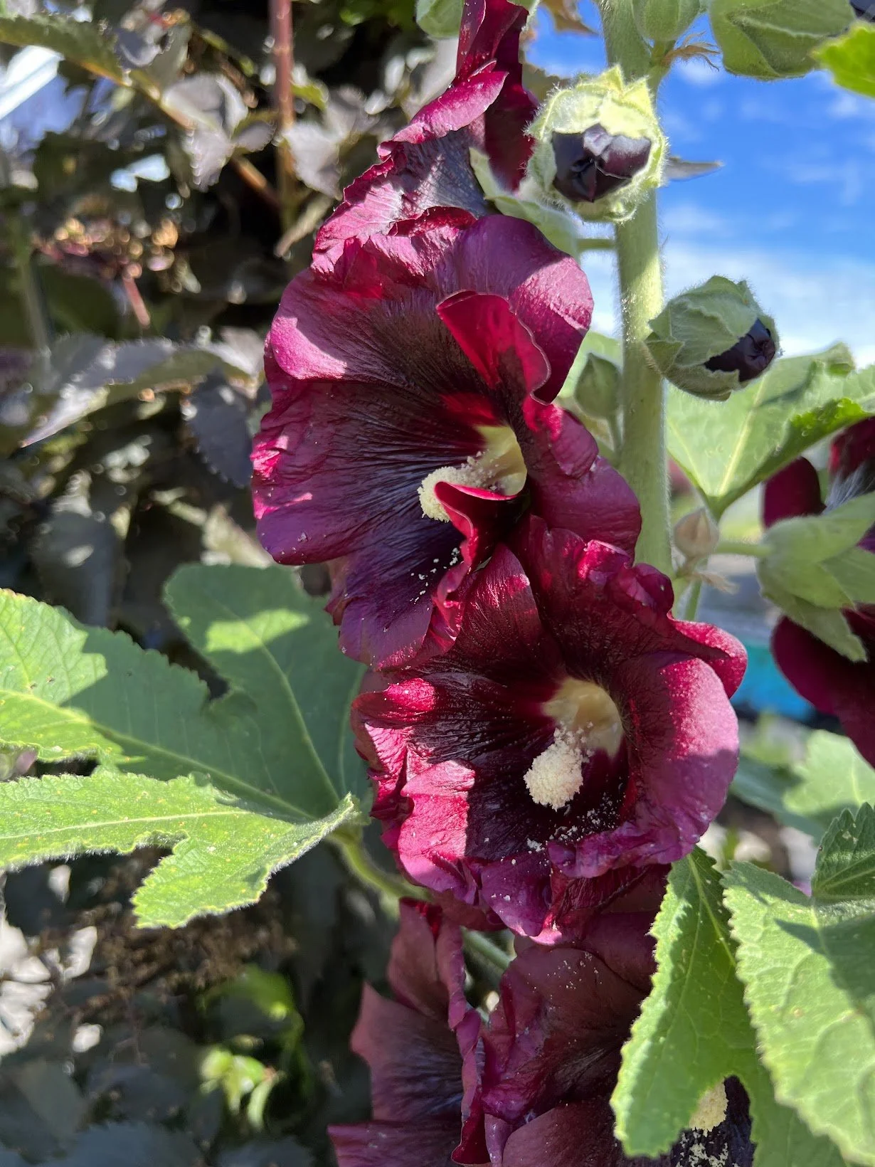 Hollyhock1.jpeg