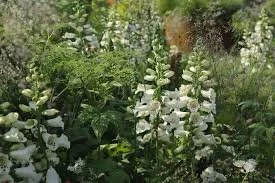 White foxglove 3.jpeg
