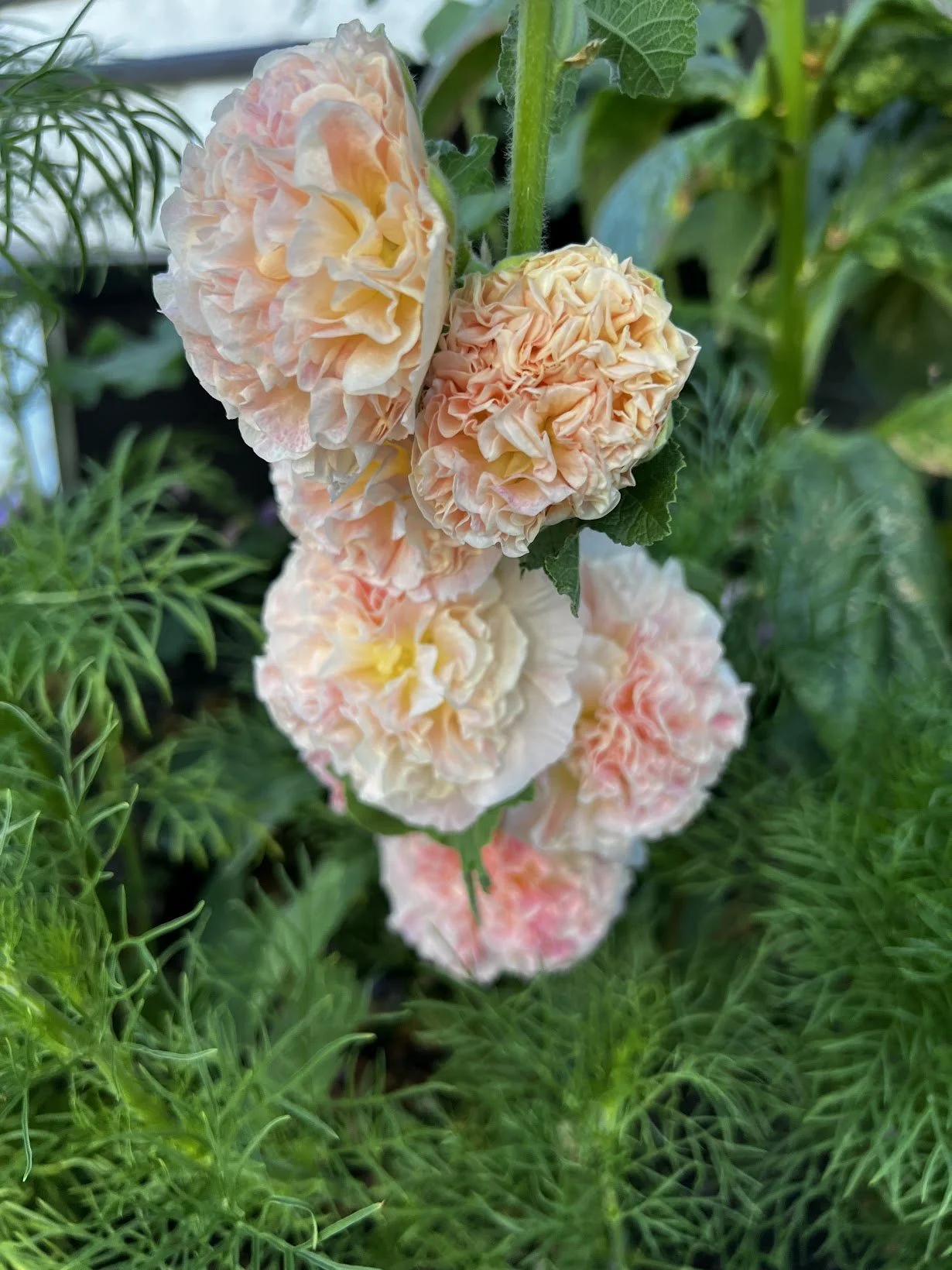 Peaches n' Dreams Hollyhock