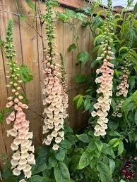 Peach foxglove.jpeg