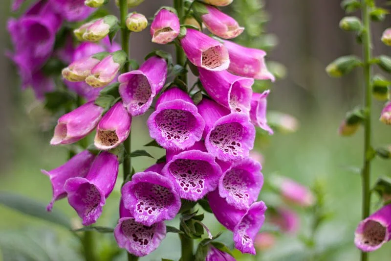 purple foxglove .webp