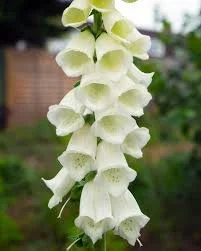 White Foxglove