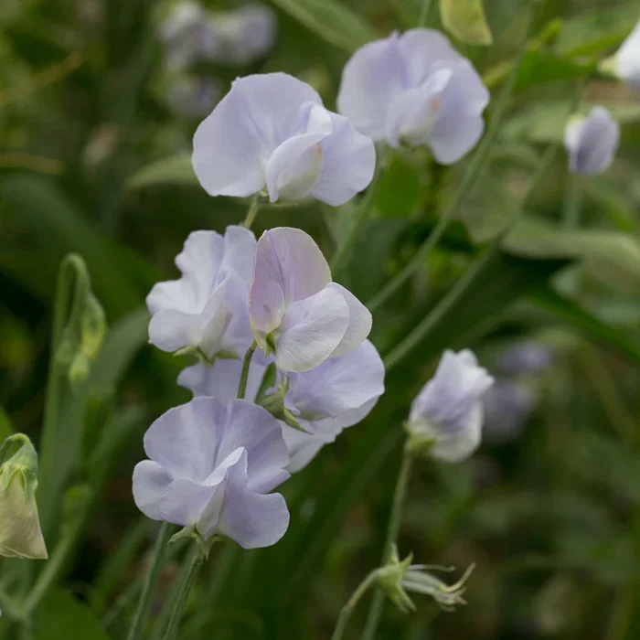 sweet pea2.webp