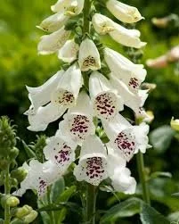 White Foxglove.jpeg