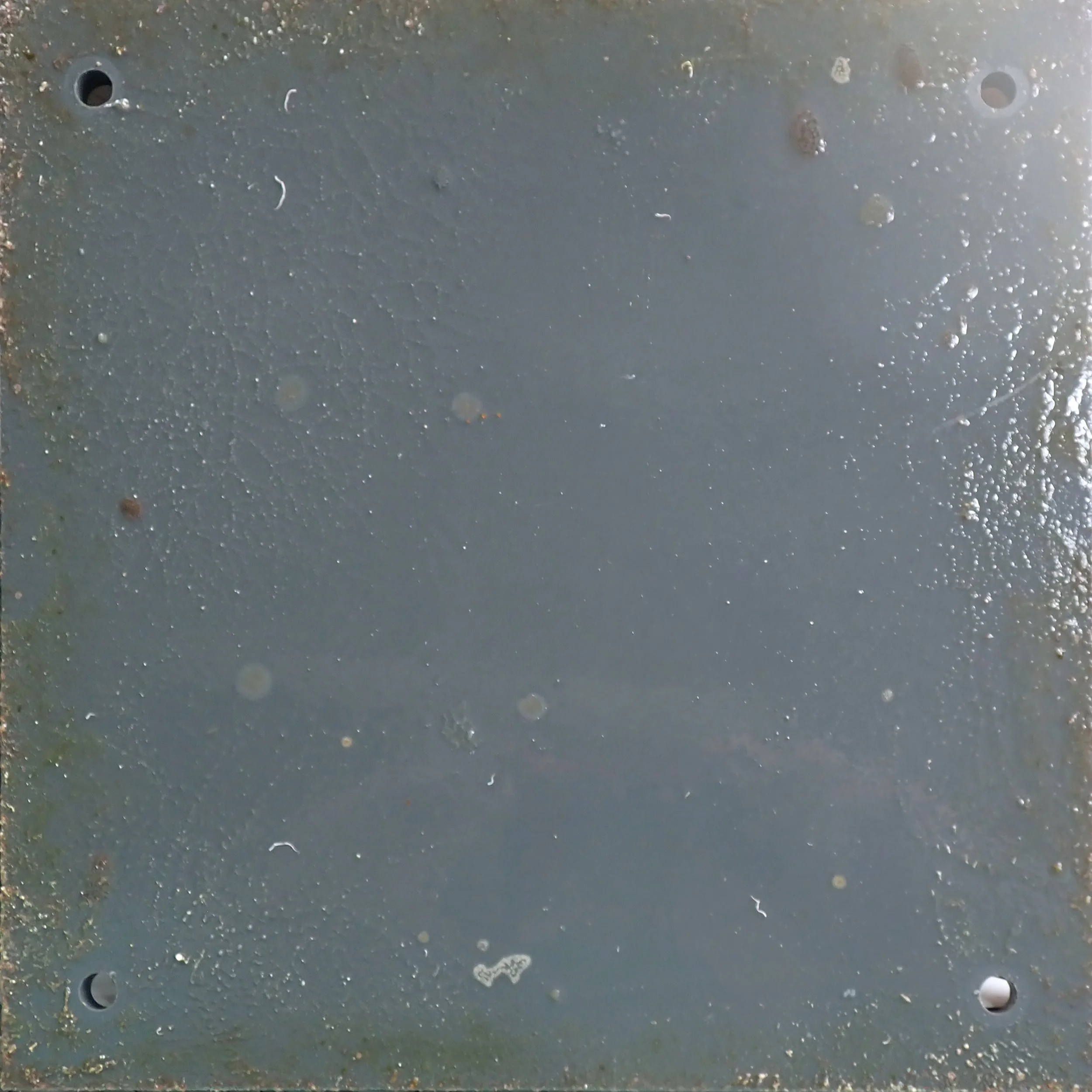 ARMS plate at 1 month