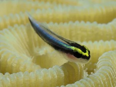 A sharknose goby (Elacatinus evelynae) is hosted on a boulder brain coral (Colpophyllia natans) in Bonaire. 

Photo from Charpin, F. (2025). Florent’s Guide to the Tropical Reefs. 