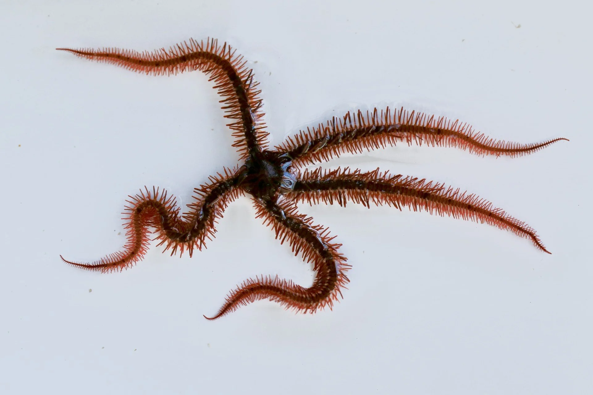 Brittle Star