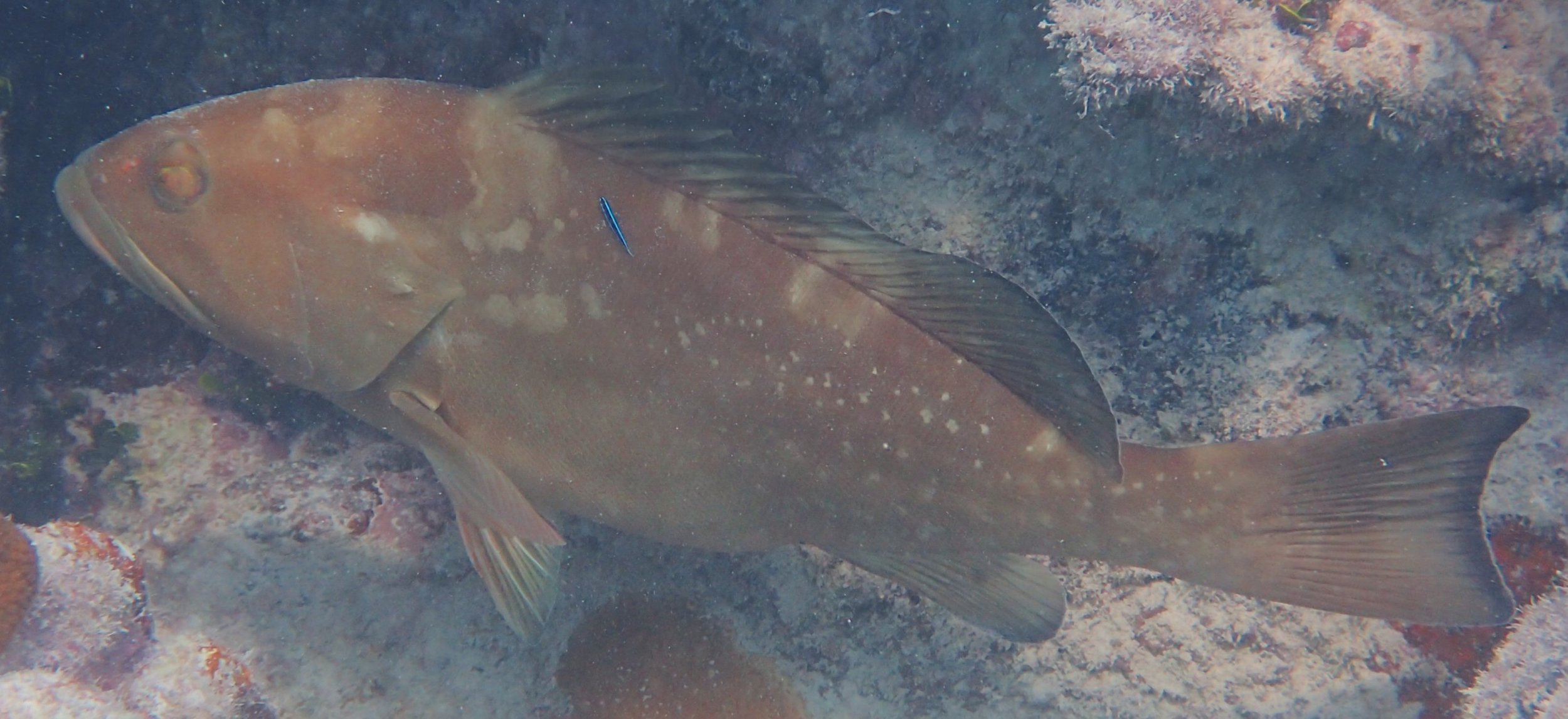 A neon goby (Elacatinus oceanops) is hosted cleans a red grouper (Epinephelus morio) in the Florida Keys.

Photo by Sarah Rider.
