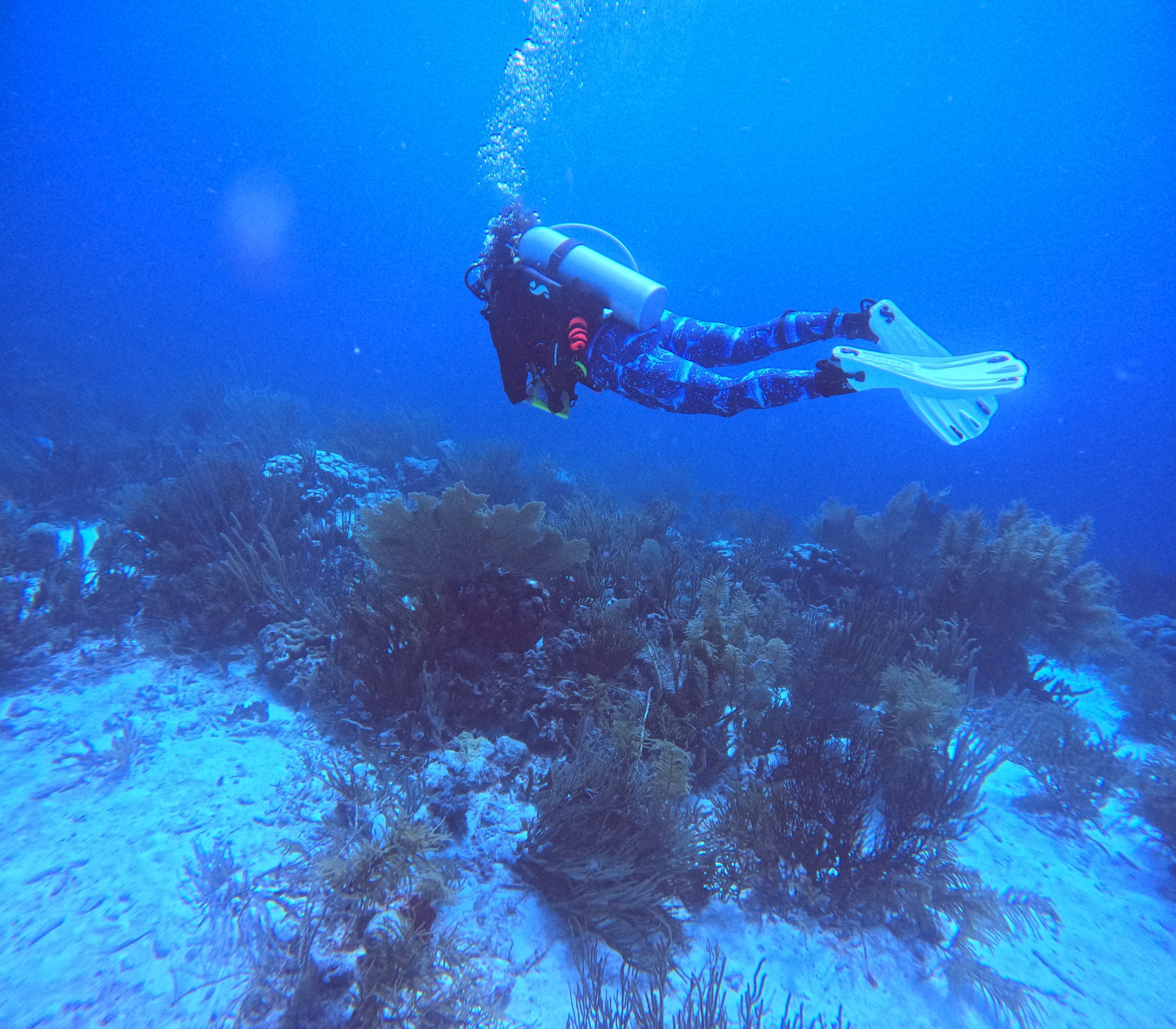 Fun dive in Bonaire