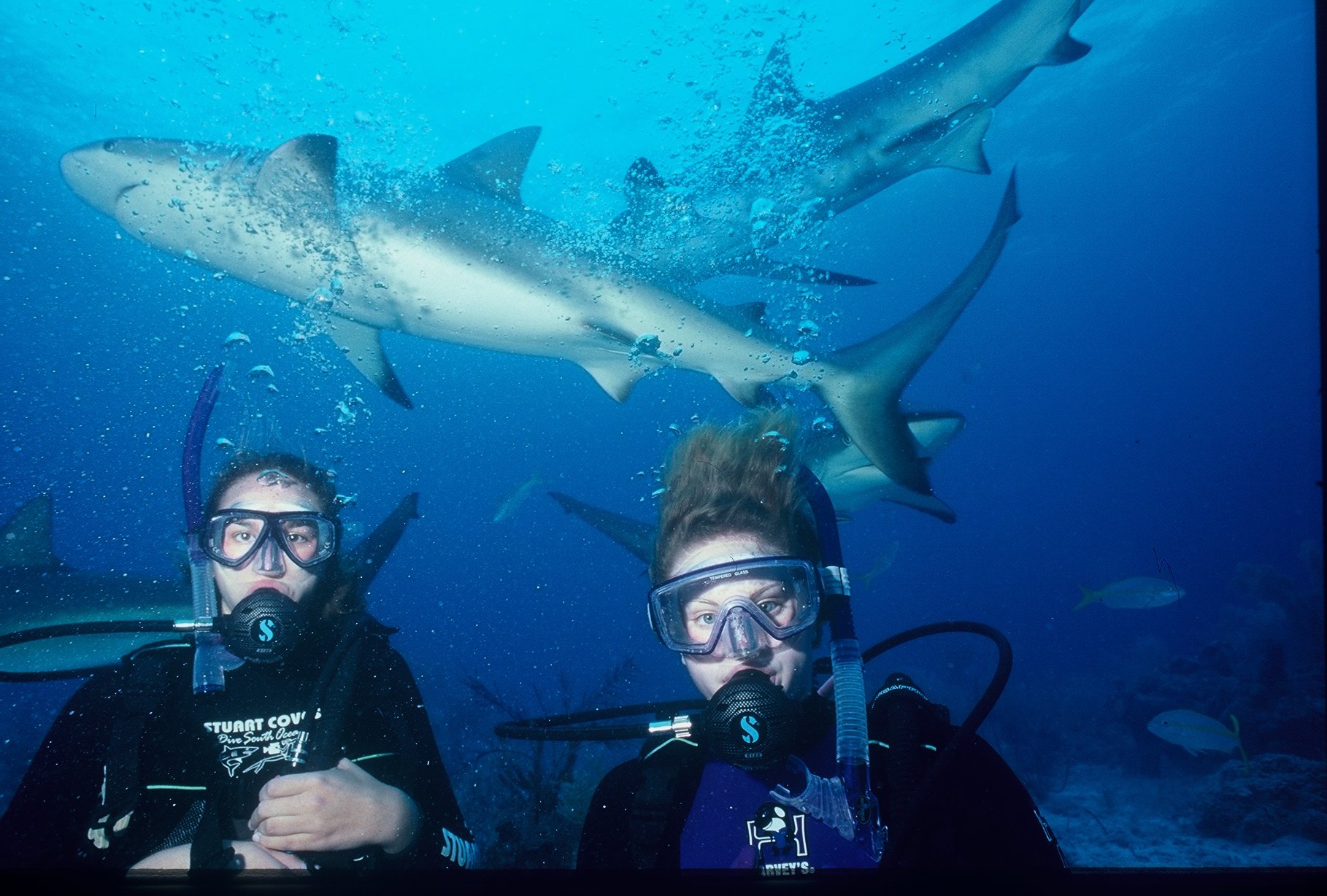 First ocean dive and a very sharky adventure with Kristin in the Bahamas