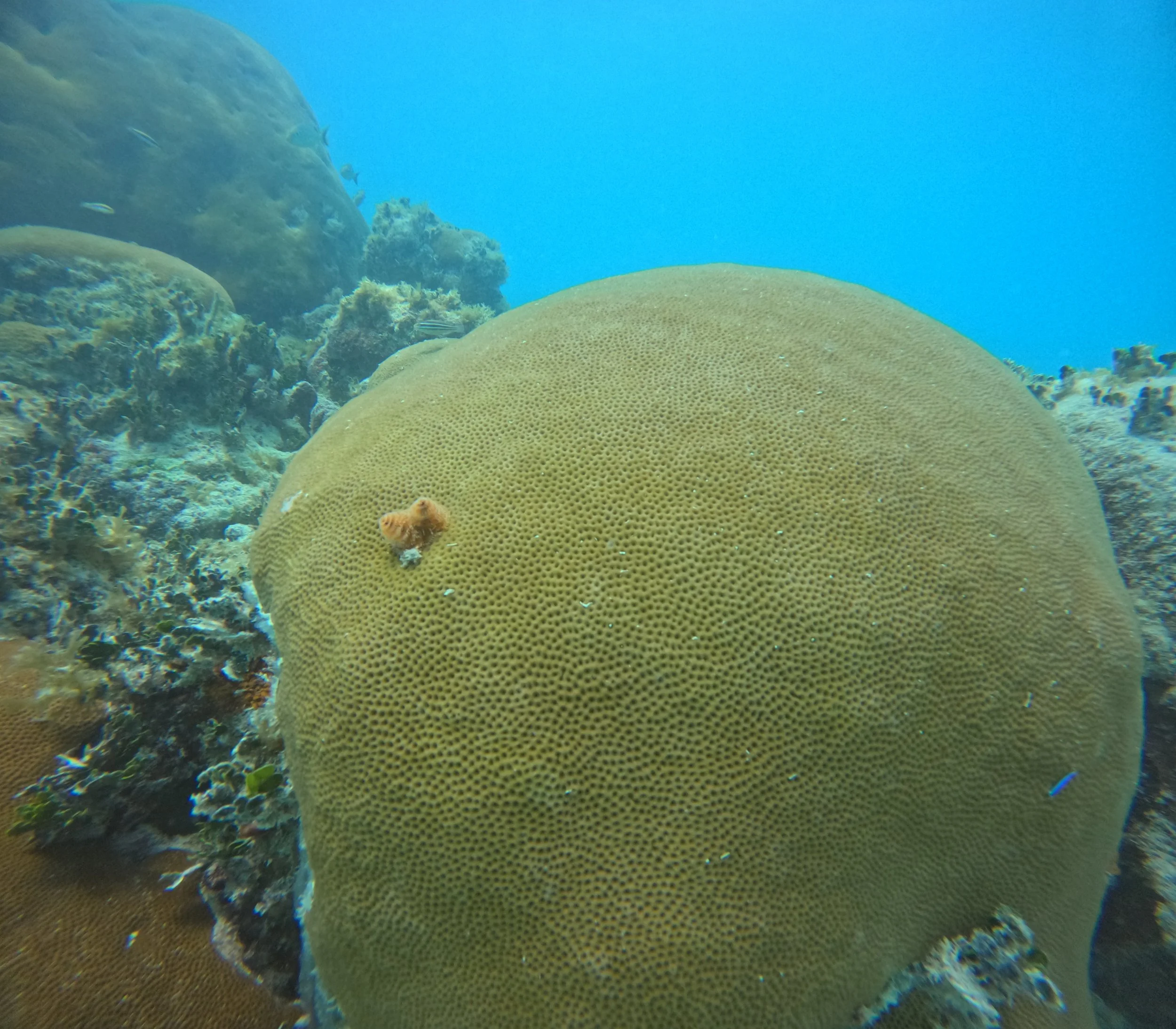 Open Water Diver (Florida Keys)