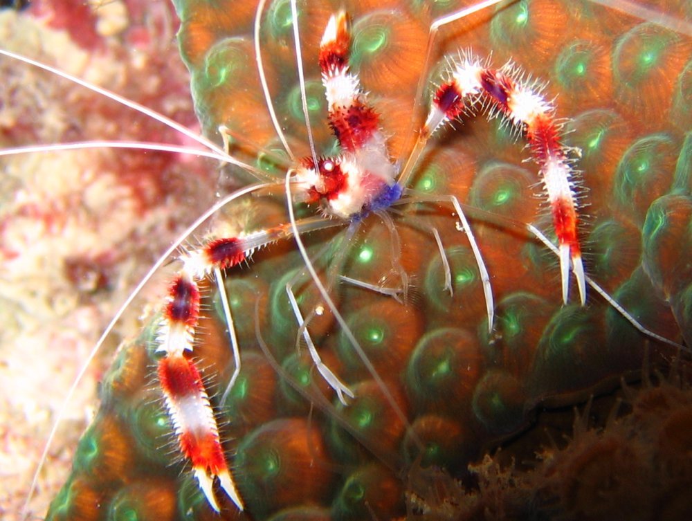A banded coral shrimp (Stenopus hispidus) is hosted on a great star coral (Montastraea cavernosa) in Bonaire. 

Photo from Charpin, F. (2025). Florent’s Guide to the Tropical Reefs. 