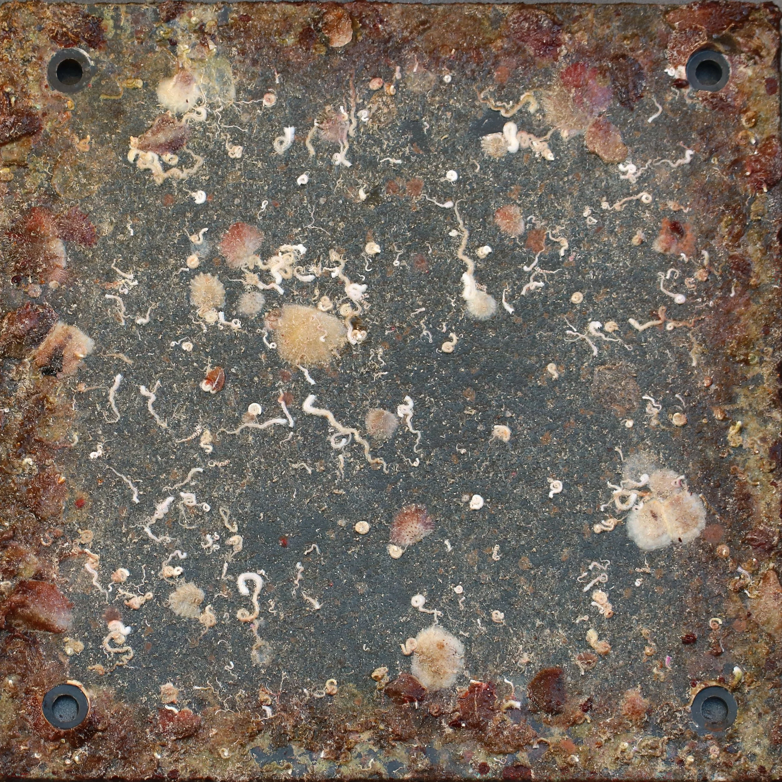 ARMS plate at 6 months