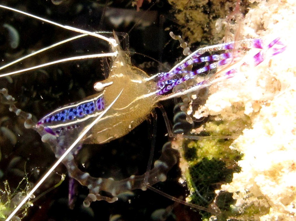 A Pederson shrimp (Ancylomenes pedersoni) is hosted on a corkscrew anemone (Bartholomea annulata) in Bonaire.

Photo from Charpin, F. (2025). Florent’s Guide to the Tropical Reefs. 