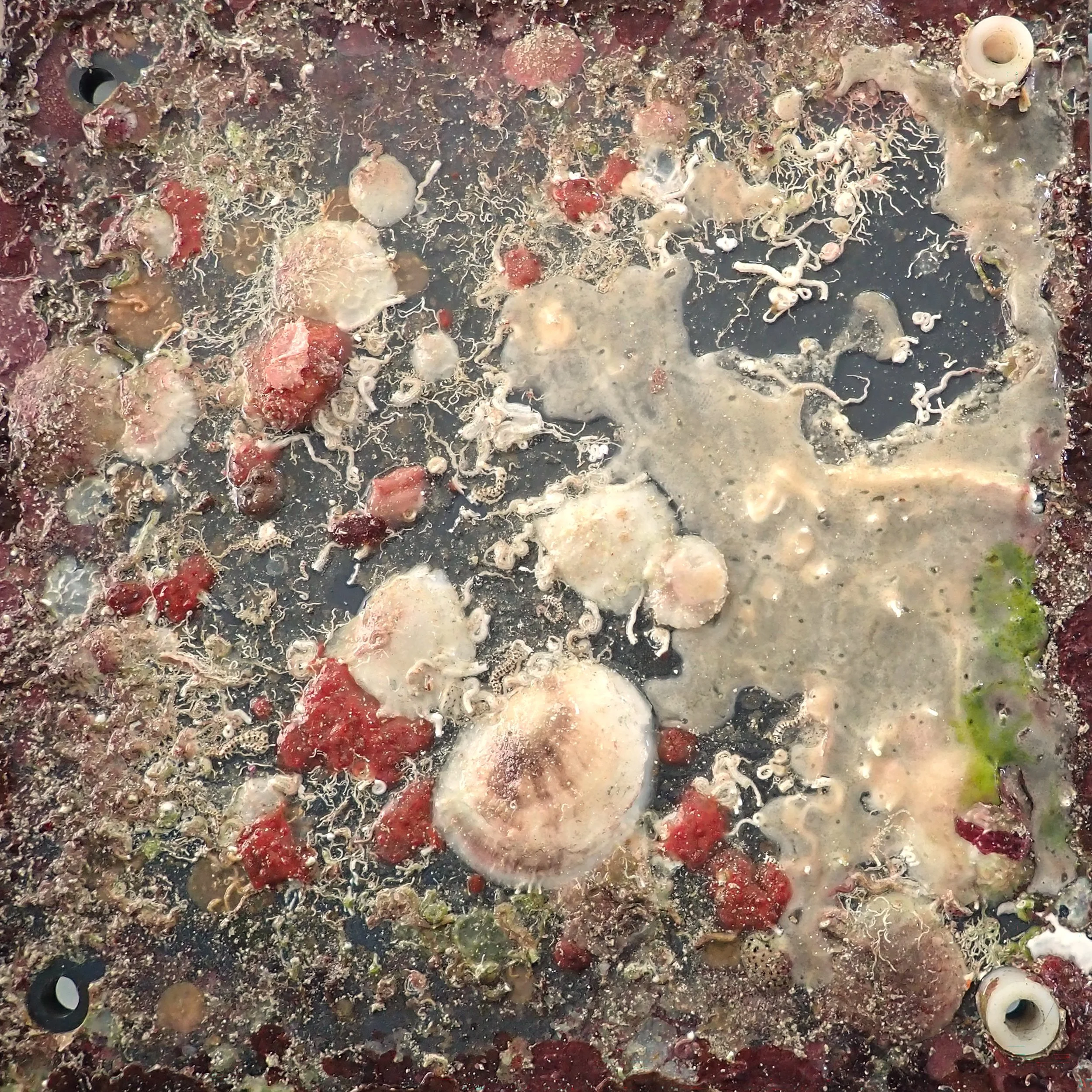 ARMS plate at 1 year