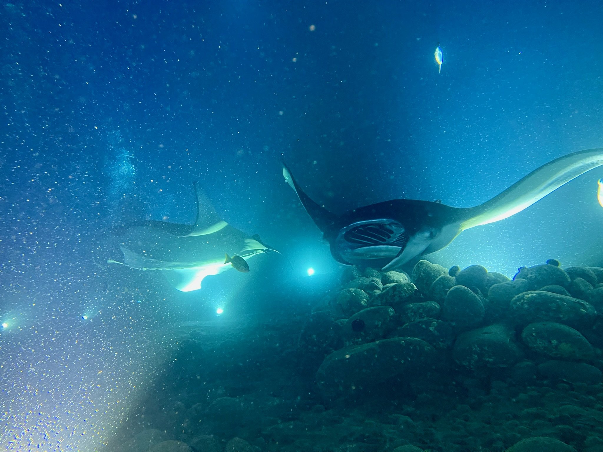 Manta ray night dive off the Big Island of Hawaii