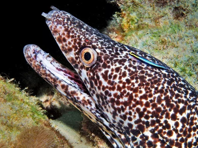 A sharknose goby (Elacatinus evelynae) cleans a spotted moray eel (Gymnothorax moringa).

Photo from Jacobson, P.W. (2025). Elacatinus evelynae. Monaco Nature Encyclopedia. 