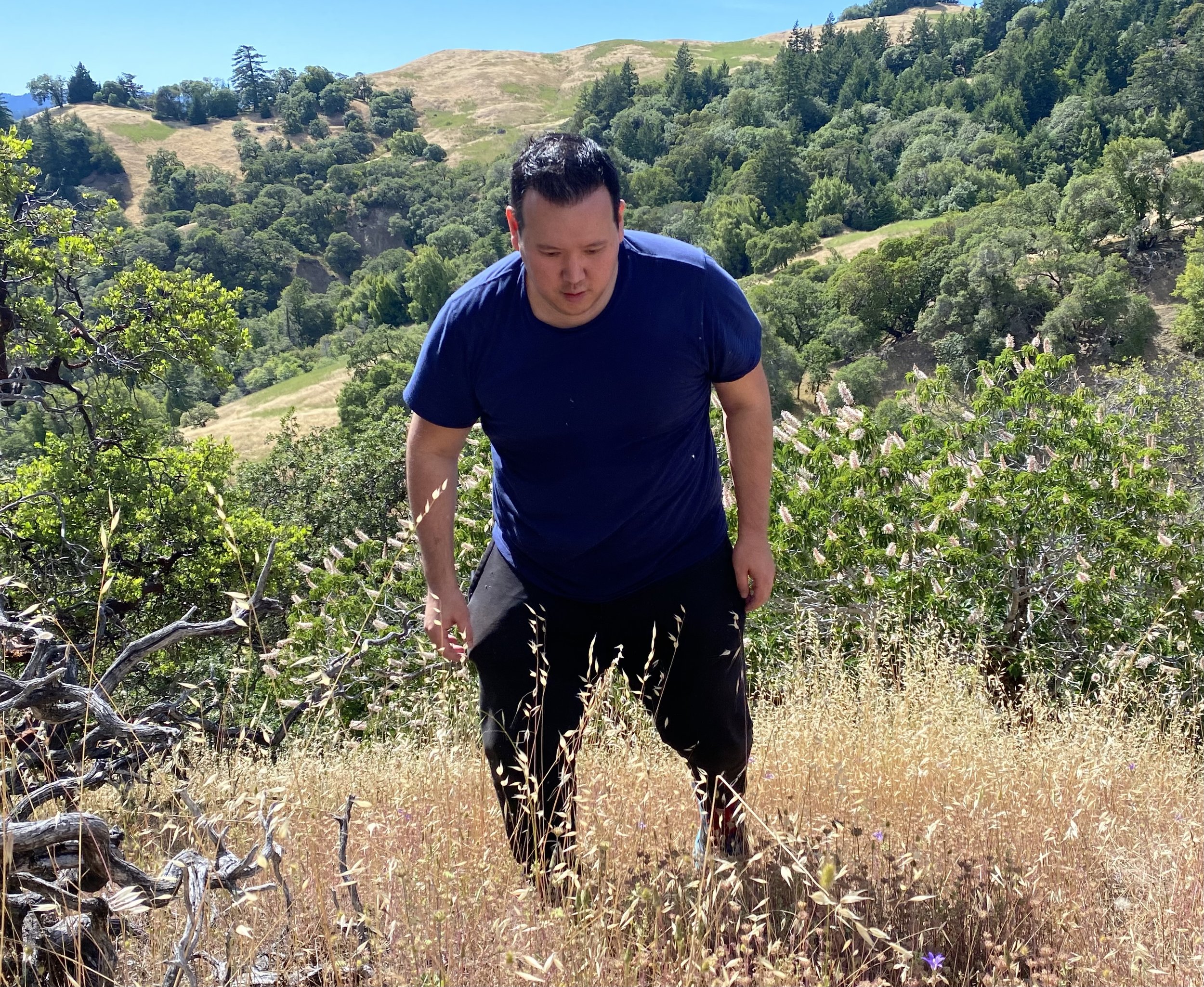 A man in a blue t-shirt and black pants hiking through tall golden grass in a hilly, green landscape with trees and shrubs under a clear, sunny sky.