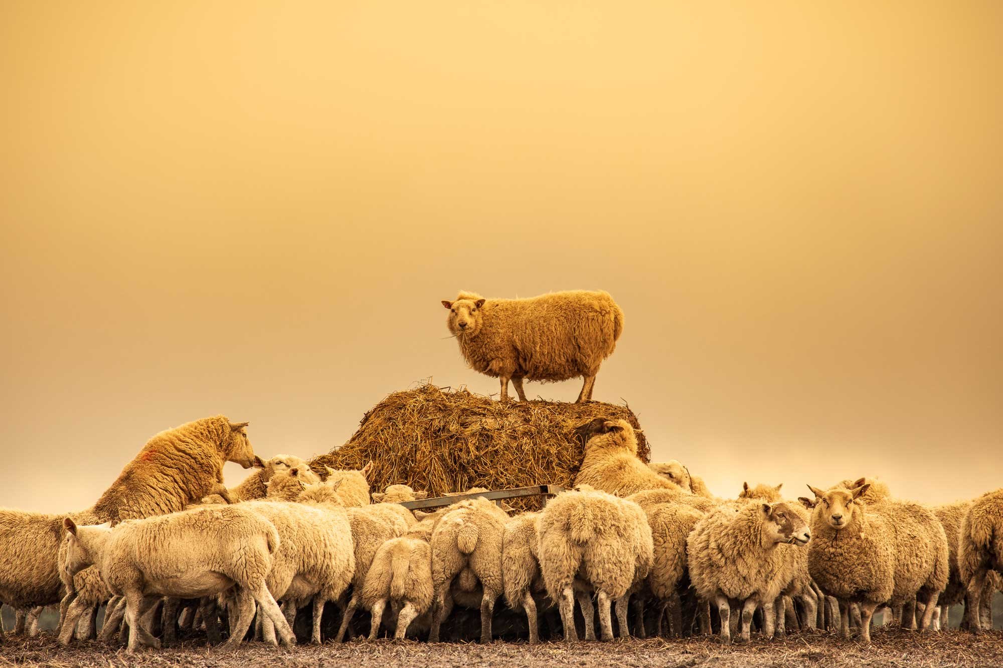A flock of sheep with a lion standing on a haystack in the middle of the herd