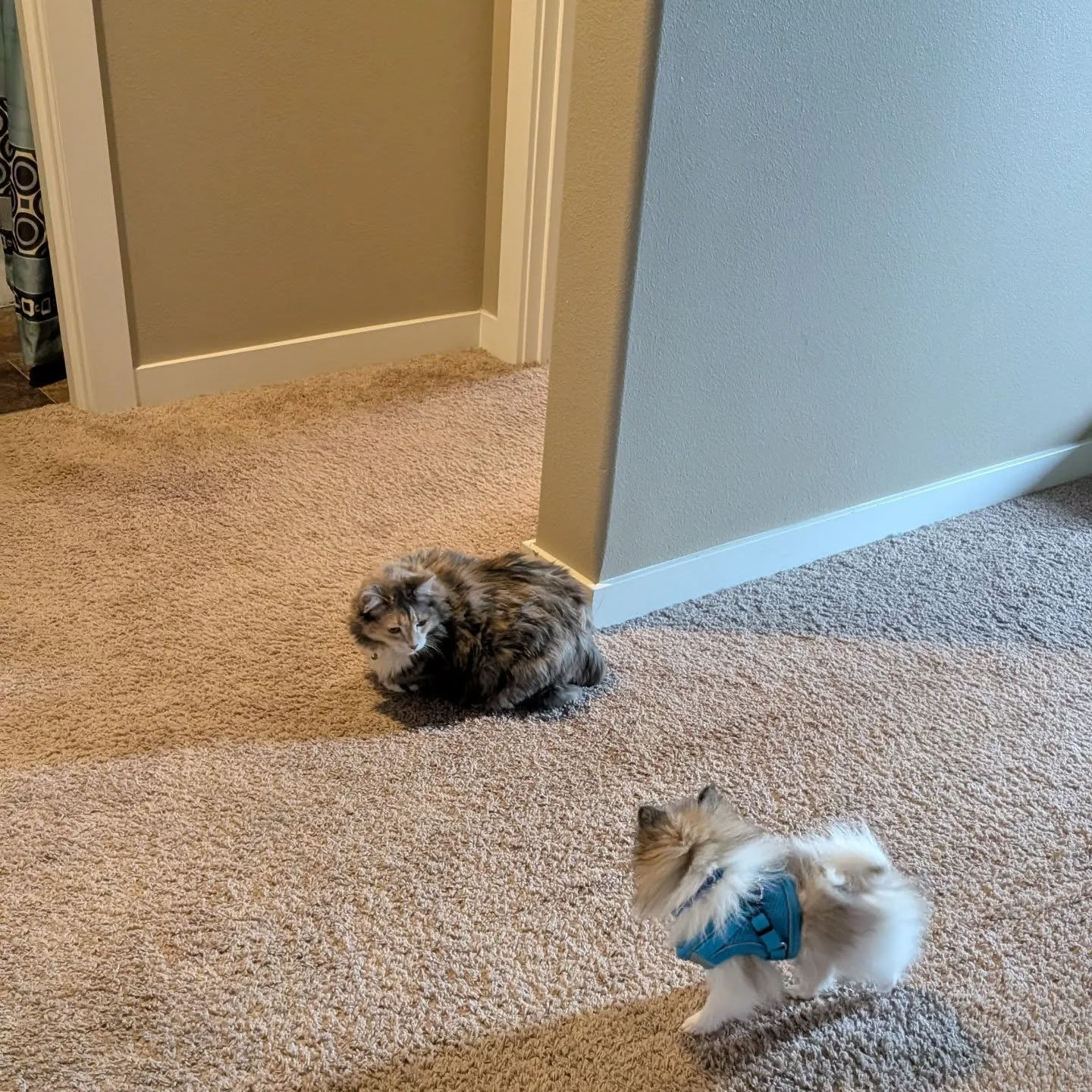Cats and dogs relationships 🥰