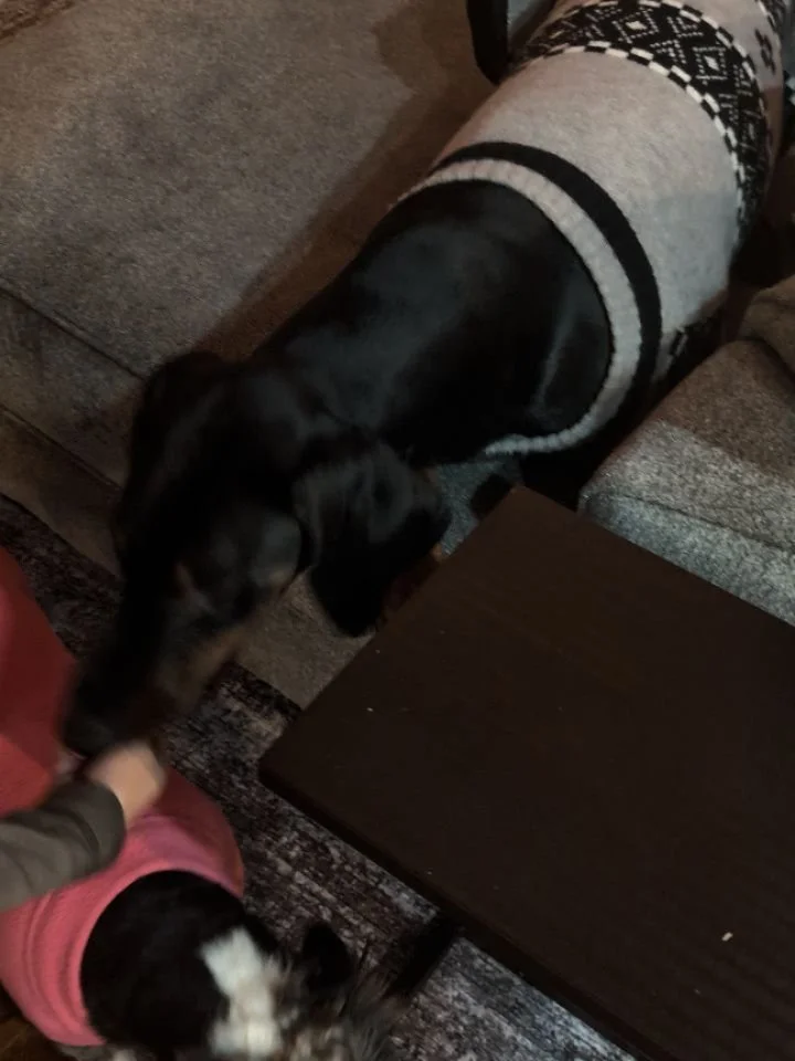 Watching a doberman that refuses to get it's nails clipped at the vet, even when sedated, start to tolerate the nail clippers because the parents communication and team work get more technical with practice. &hearts;️&hearts;️