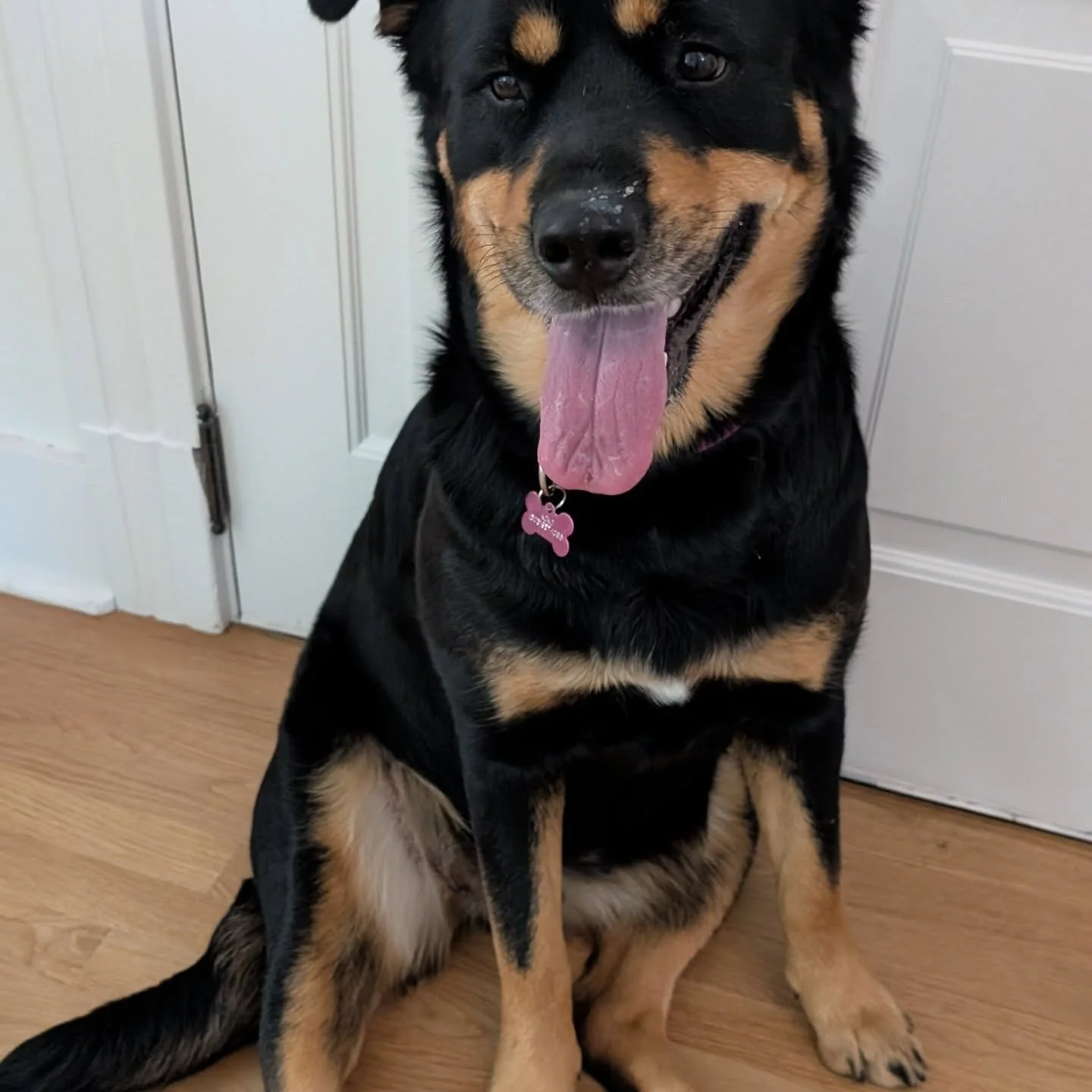 Our favorite dogs this month!