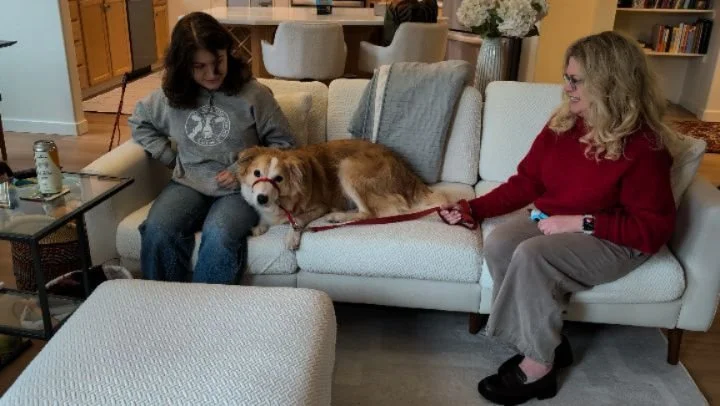 This dog had to be sedated, wrestled by 5 technicians at the vet to get it's nails trimmed.  This is the alternative!