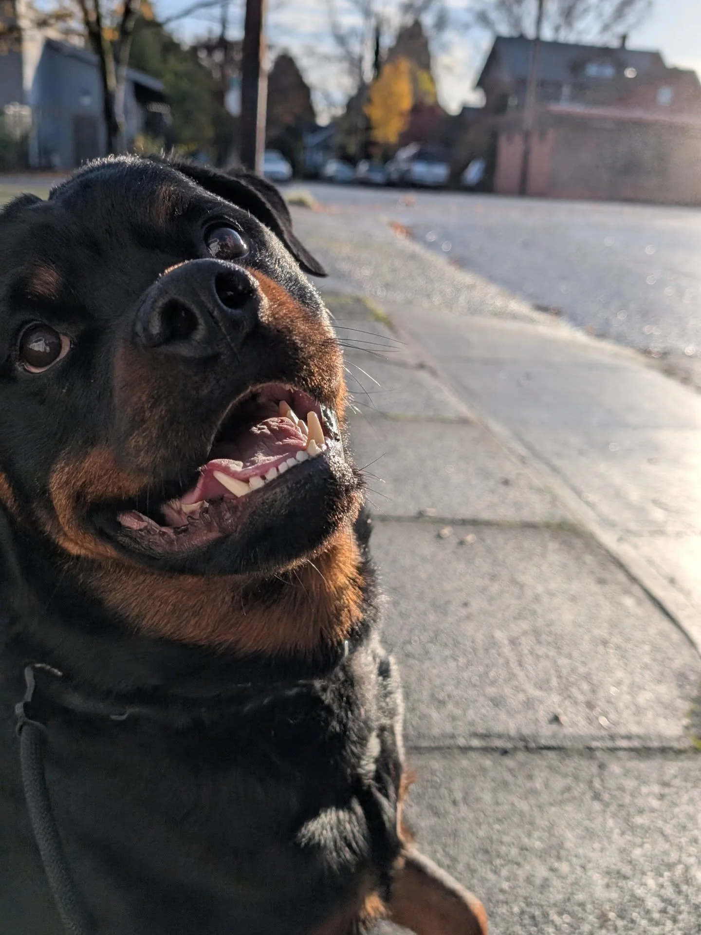 People often ask what kind of dogs we have experience / work with and what's our favorite type of breed to train?