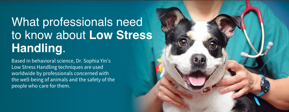 A veterinarian holding a small, black and white dog with a stethoscope around its neck, promoting low stress handling in animals.