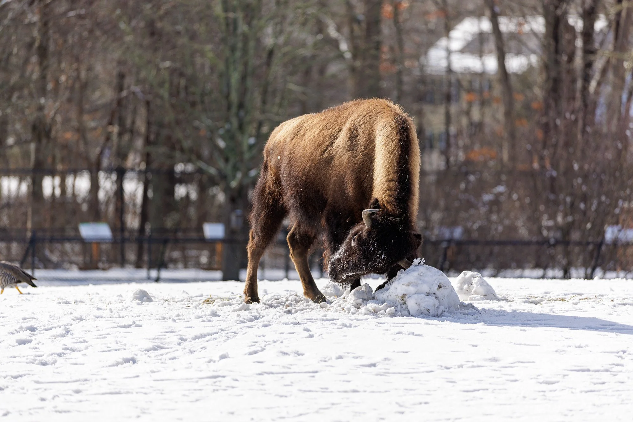 BPZOO-Bison-snow.jpg