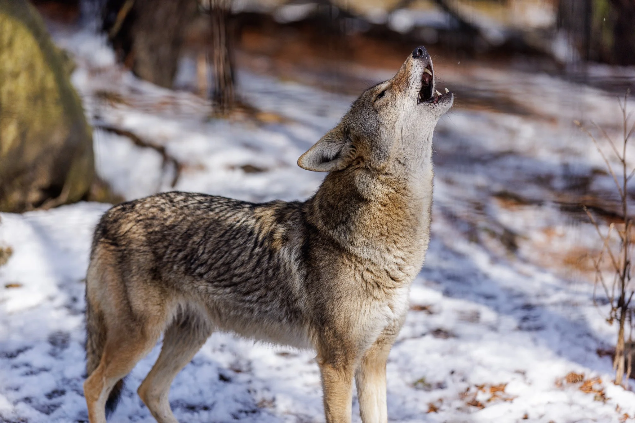 BPZOO-Coyote-snow.jpg