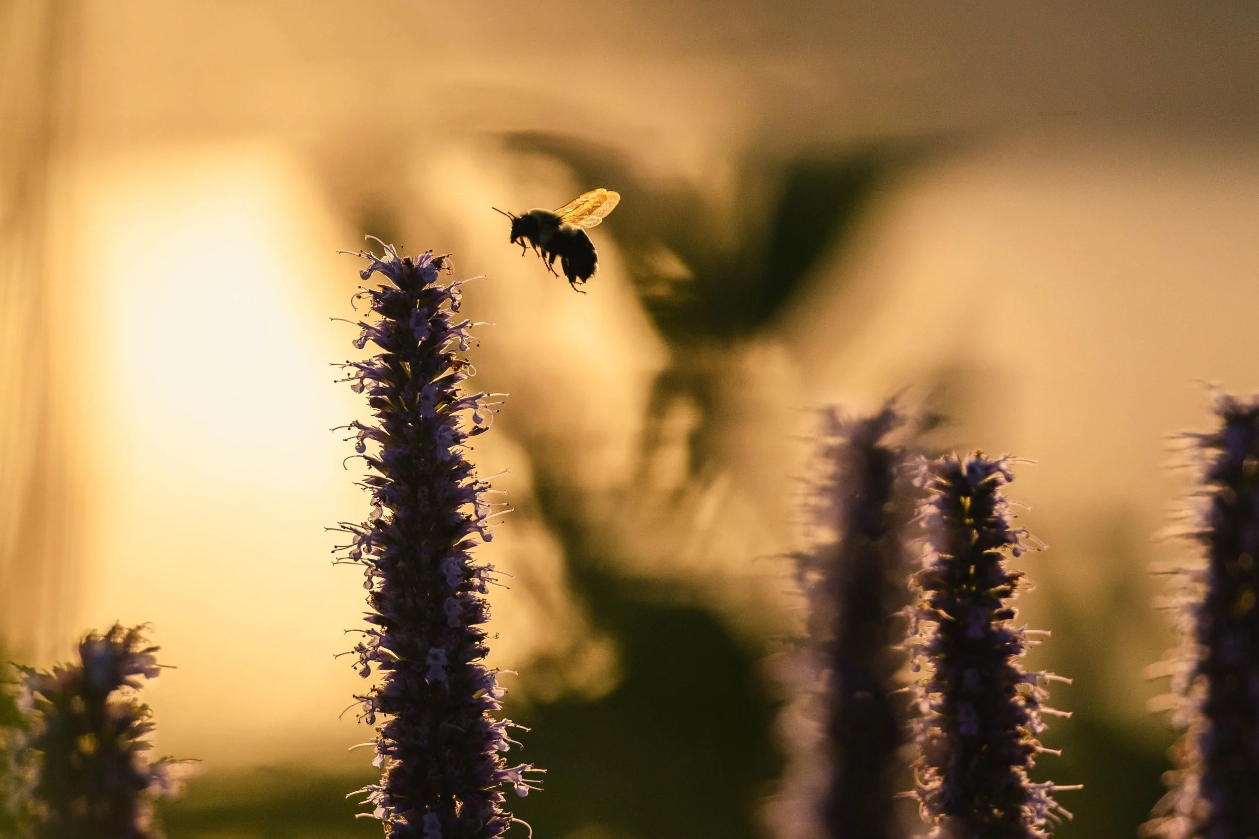 2025.9.16 bee.jpg
