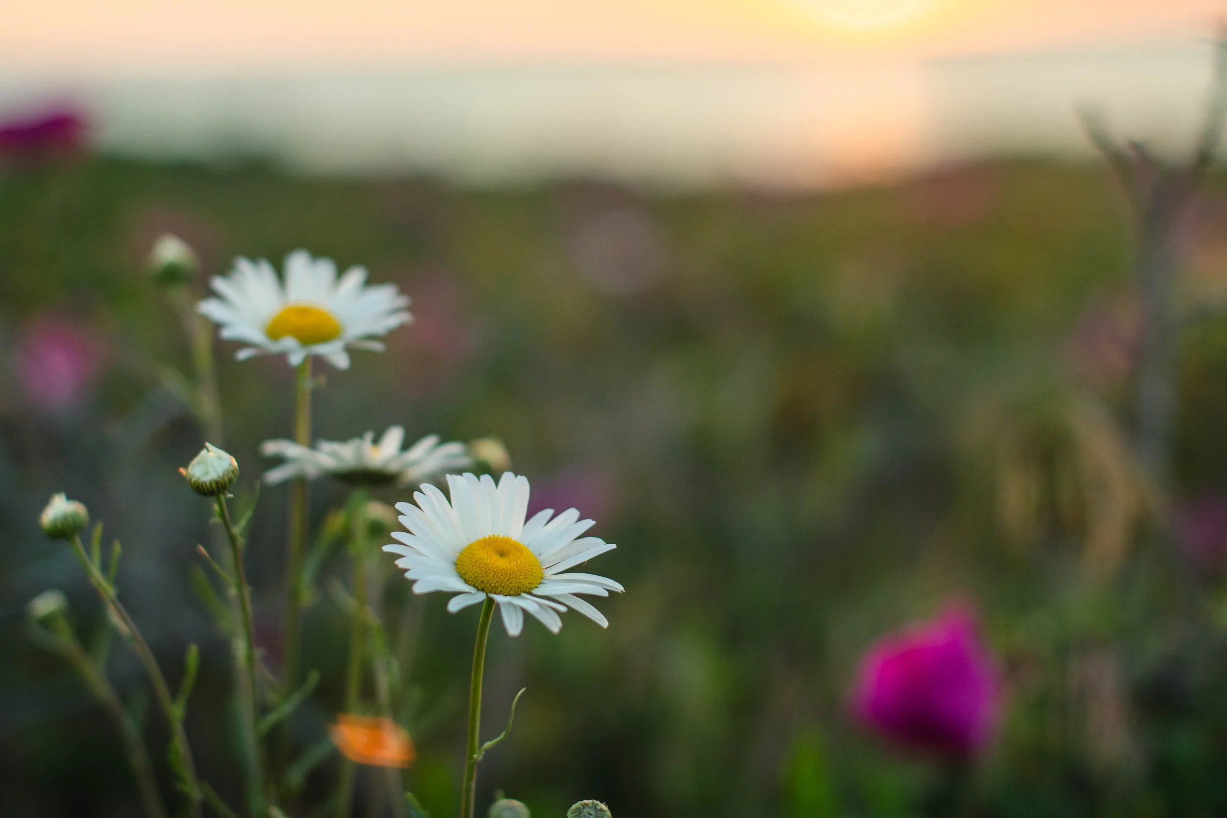 2025.9.16 Westport sunset-flowers.jpg