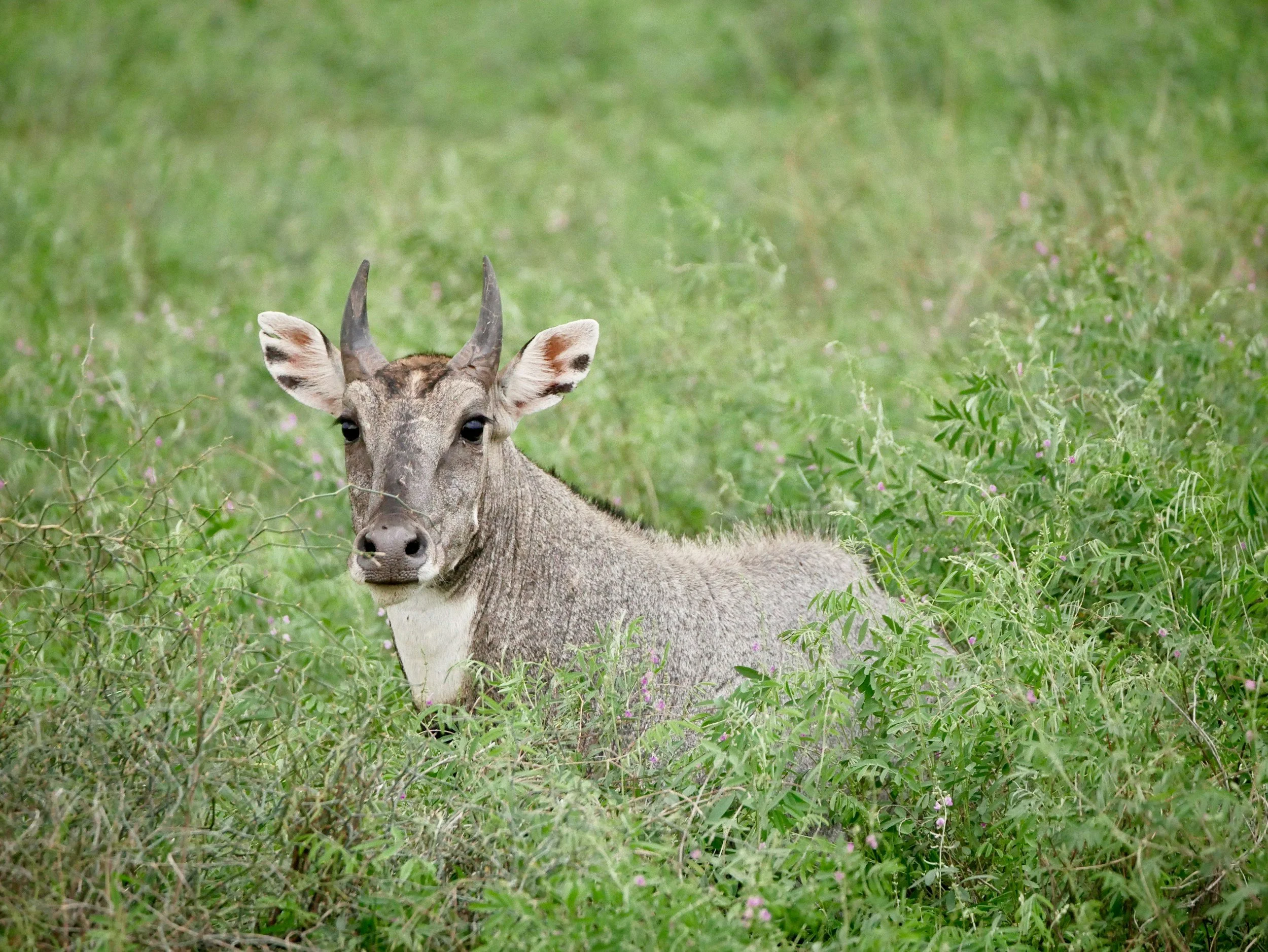 Nilgai